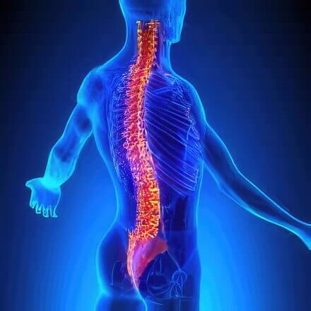 illustration of a highlighted spine