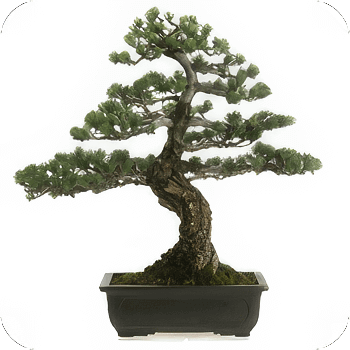 image of a bonsai tree