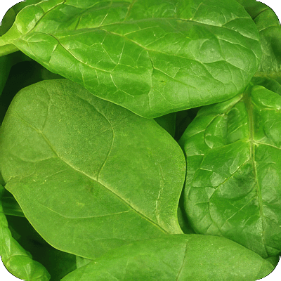 image of spinach